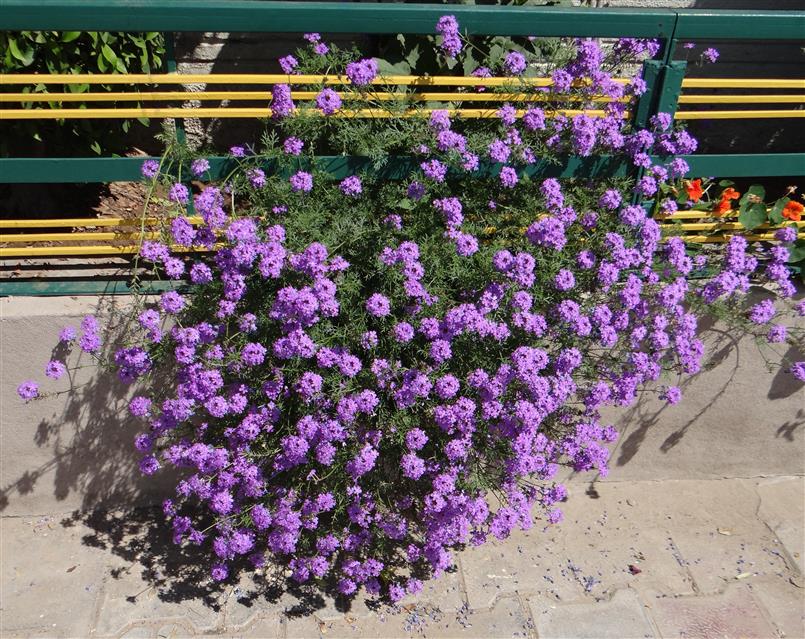 Verbena bipinnatifida